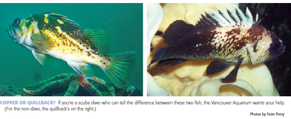 COPPER OR QUILLBACK?: If you're a scuba diver who can tell the difference between these two fish, the Vancouver Aquarium wants your help. (For the non-diver, the quillback's on the right.)